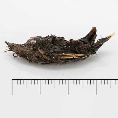 Barn Owl Pellets, Pack of 5 Extra Large Pellets and Bone Sorting Guide