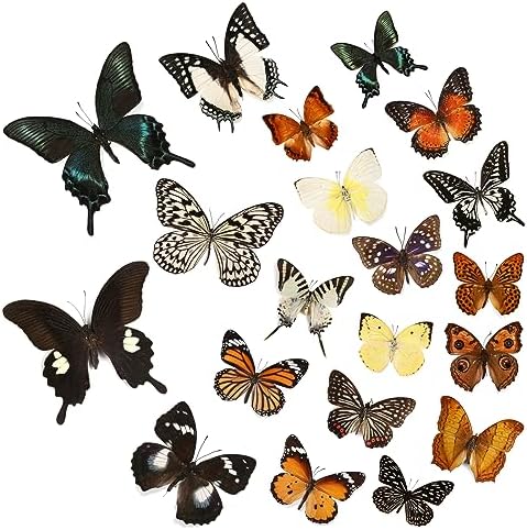 12 Pcs Real Butterfly Specimens for Crafts