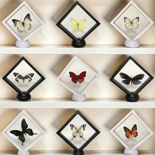 Real Butterfly Specimens, Butterfly Specimens of Different Colors and Styles