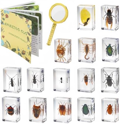 15 Insect specimens,Real Specimens of Various Butterflies and Beetles Made of Resin