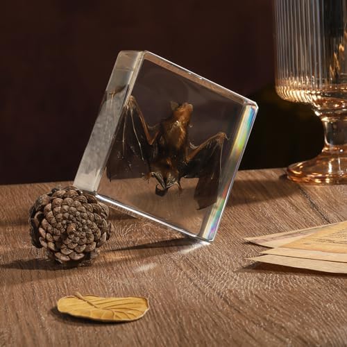 Taxidermy Bat, Real Bat Specimens Animal Specimen in Resin for Science Classroom Science