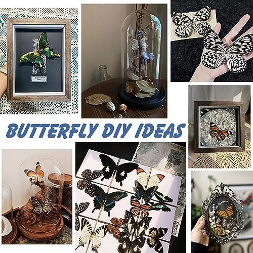 12 Pcs Real Butterfly Specimens for Crafts