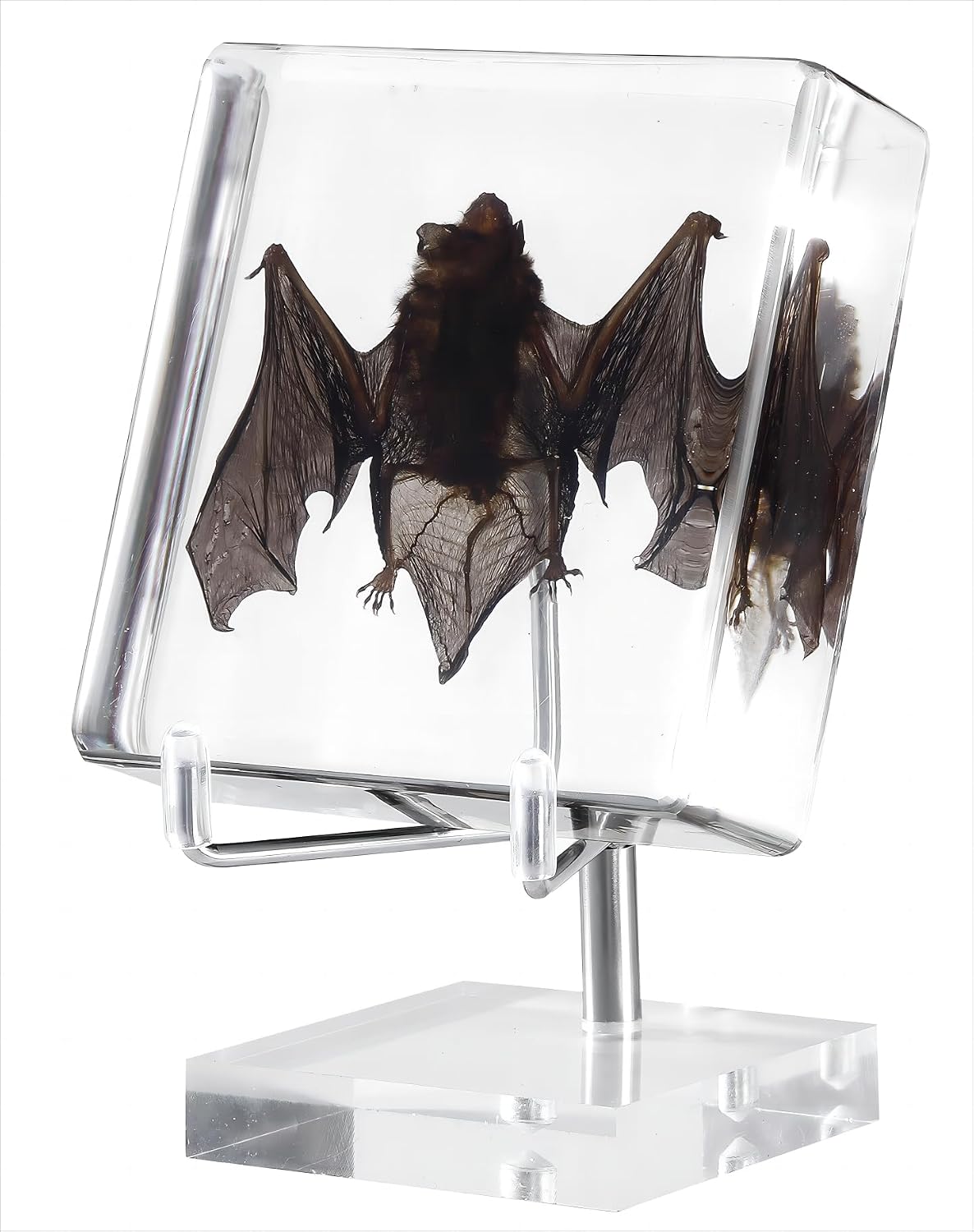 Taxidermy Bat, Real Bat Specimens Animal Specimen in Resin with Acrylic Base Display